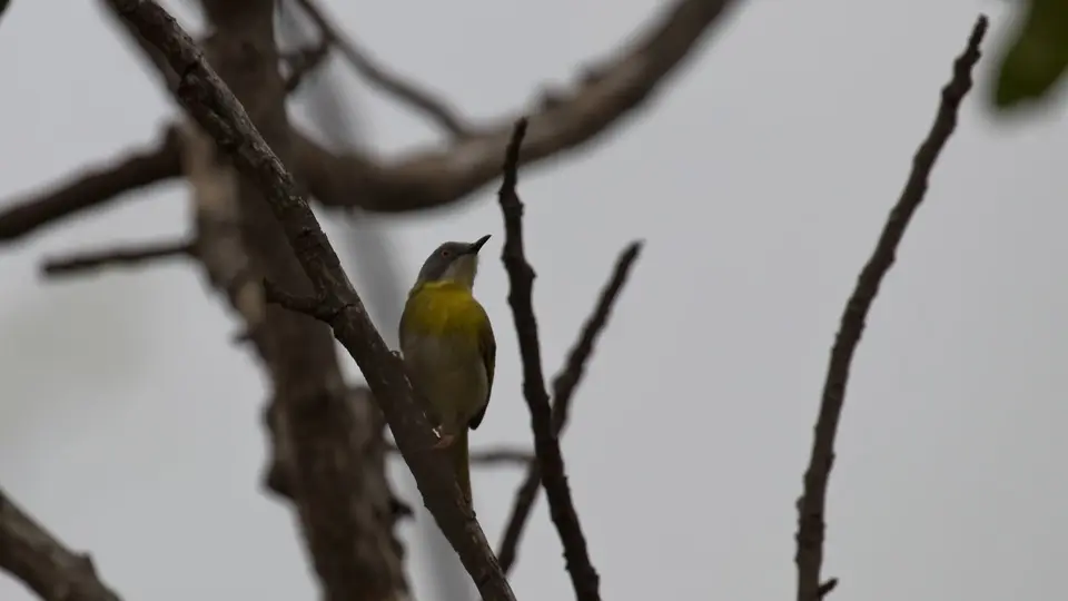 IMG_9306360.5Yellow-breastedApalis.jpg