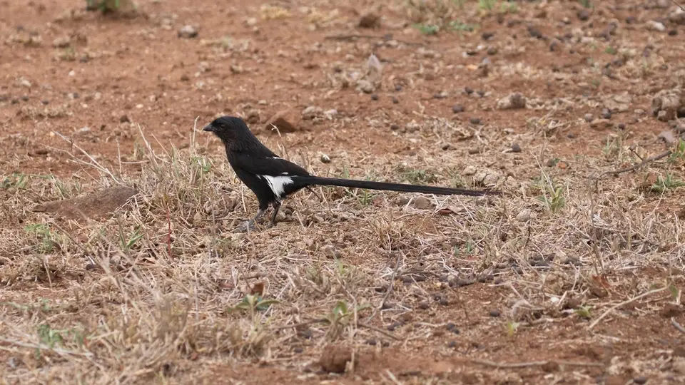 IMG_9471390.1MagpieShrike.jpg