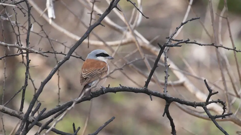 IMG_9548390.2Red-backedShrike.jpg