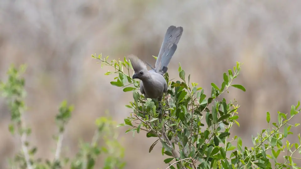 IMG_9587226.1GreyLourie.jpg