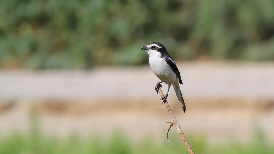 IMG_9600392.1FiscalShrike.jpg