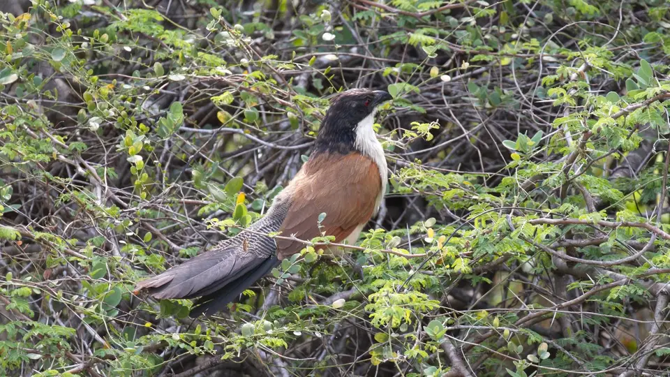 IMG_9638234.3Burchell'sCoucal.jpg