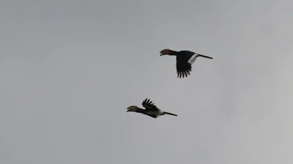 IMG_9655124.1TrumpeterHornbill.jpg