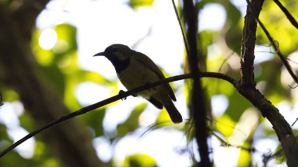 IMG_9704233.2Plain-backedSunbird.jpg