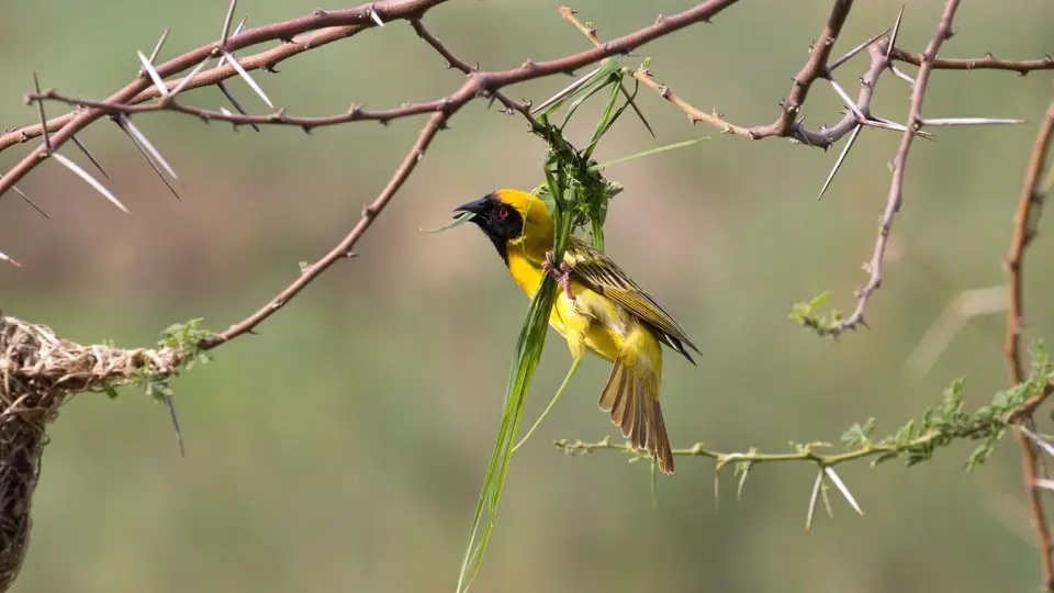 IMG_9706432.1SouthernMaskedWeaver.jpg