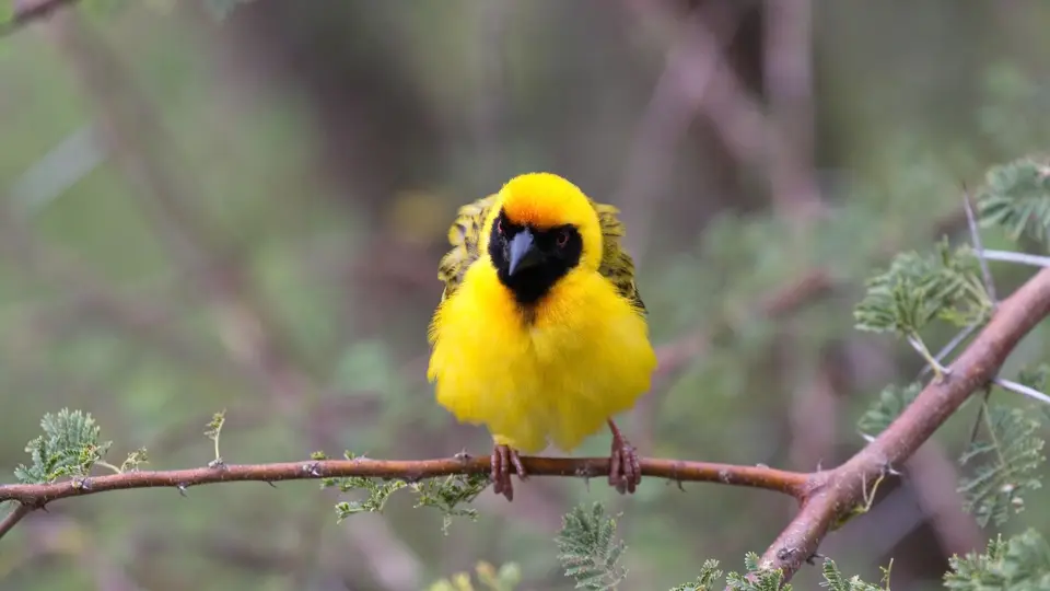 IMG_9735432.1SouthernMaskedWeaver.jpg