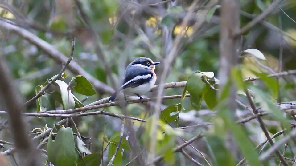 IMG_9757211.1ForestBatis.jpg