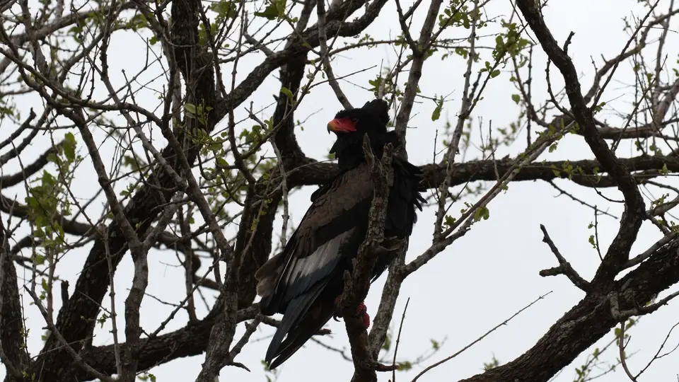 IMG_9777180.1Bateleur.jpg