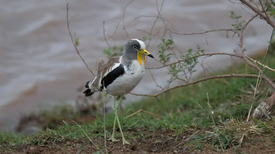 IMG_9799142.5Lapwing.jpg