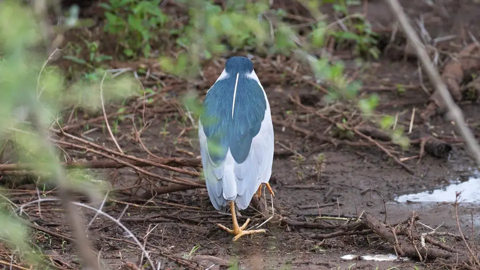 IMG_9817086.3Green-backedHeron.jpg