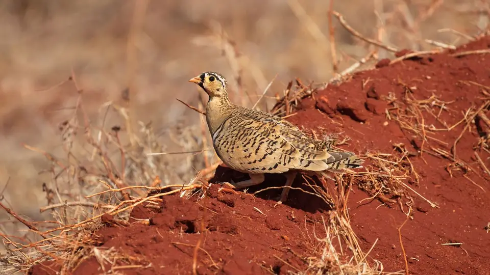 IMG_9919082.2Black-facedSandgrouse.jpg