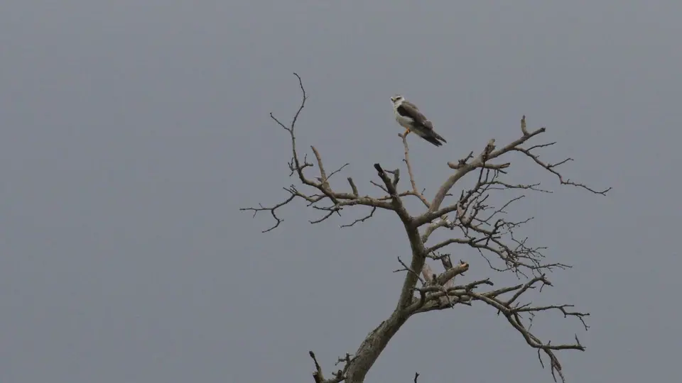 IMG_9991194.2Black-shoulderedKite.jpg