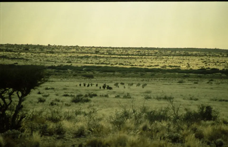 Namibia062-2.jpg