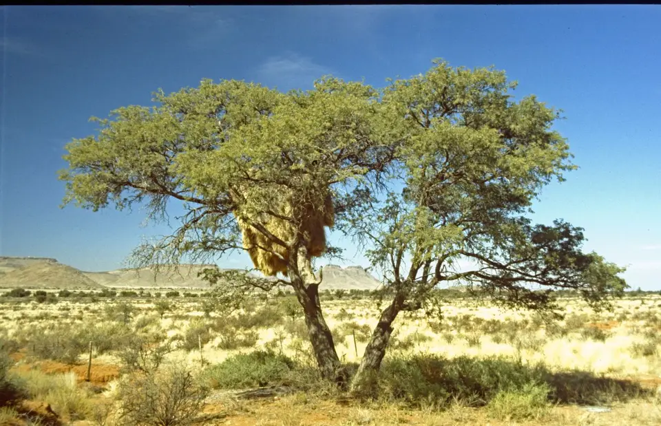 Namibia103-2.jpg