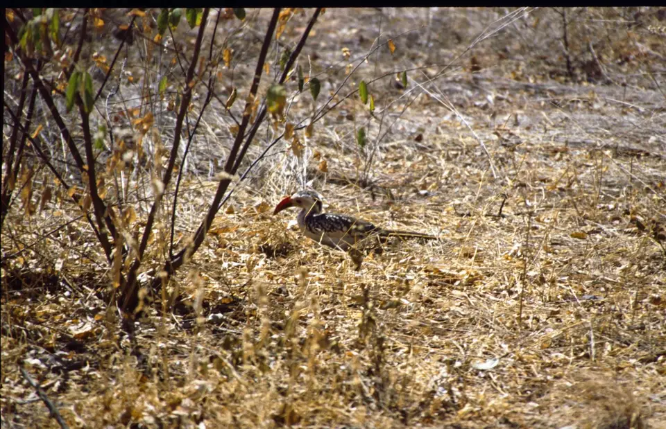 Namibia6039.jpg