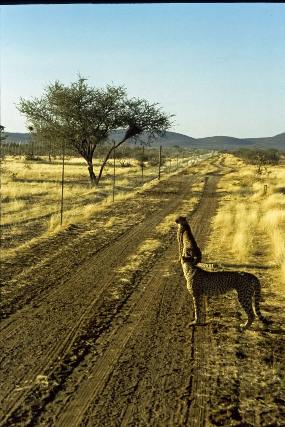 Namibia6066.jpg