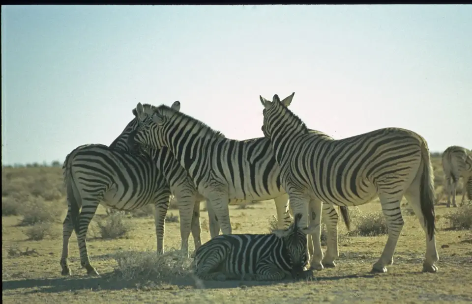 Namibia6099-2.jpg