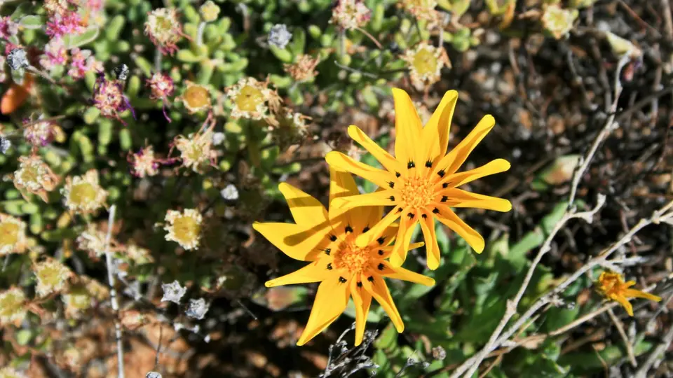 SudafrNamaq094-3.jpg