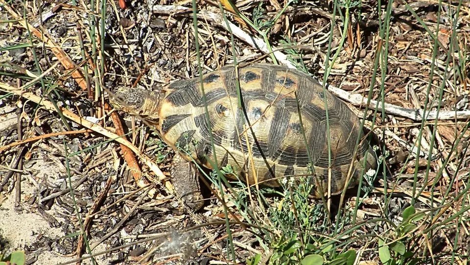 Suedafrika0011-2.jpg