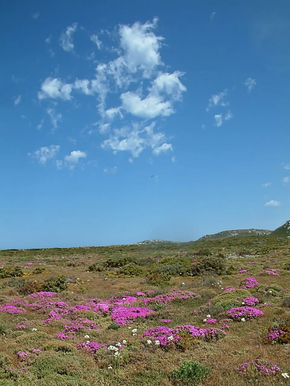 Suedafrika0021-2.jpg