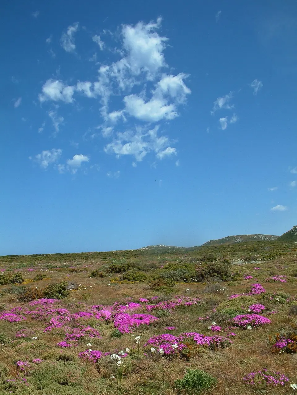 Suedafrika0021.jpg