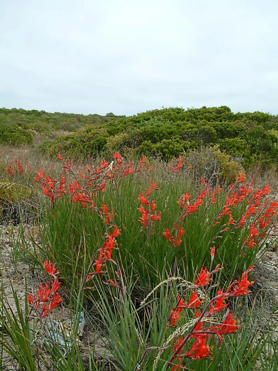 Suedafrika0057-2.jpg