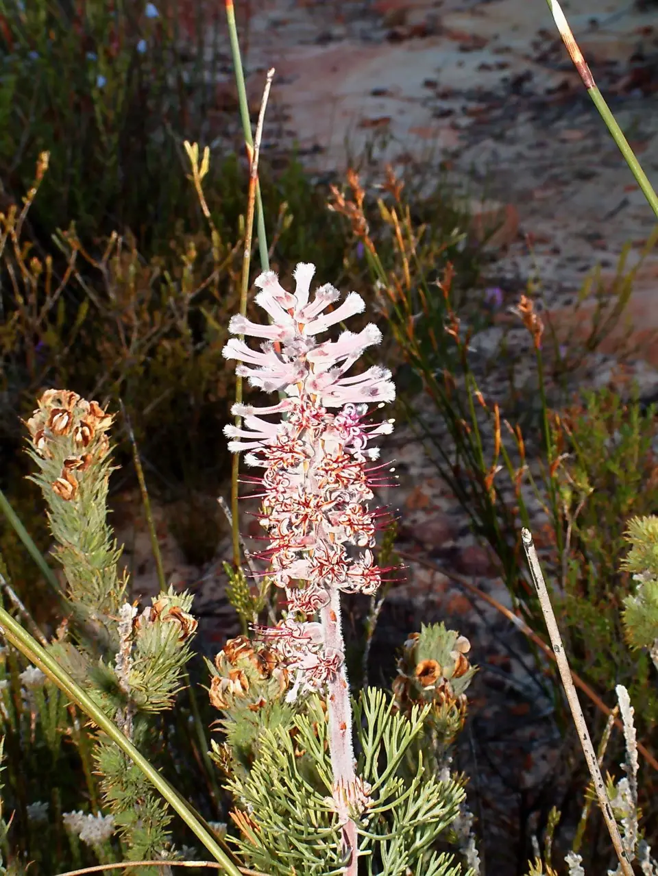 Suedafrika0221-2.jpg
