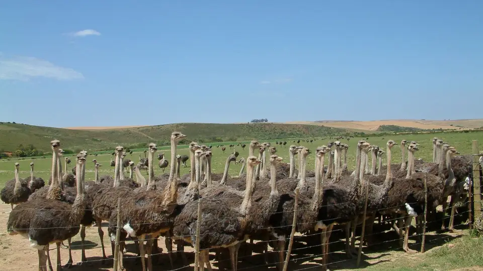 Suedafrika0337.jpg