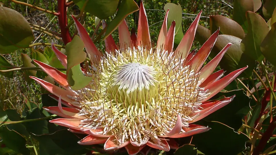 Suedafrika0355-2.jpg