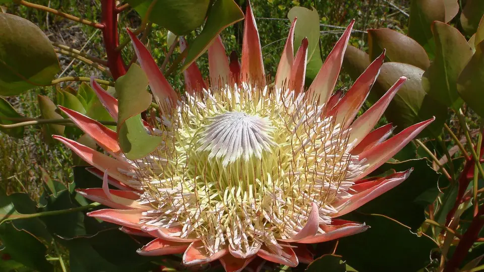 Suedafrika0355.jpg