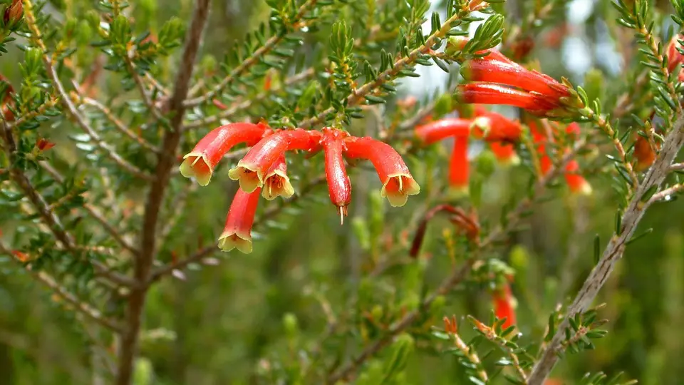 Suedafrika0359.jpg