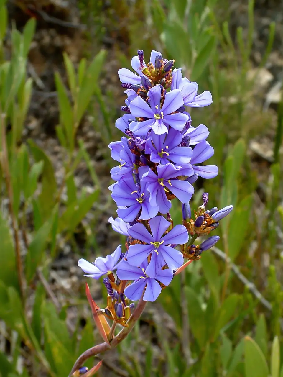 Suedafrika0362-2.jpg