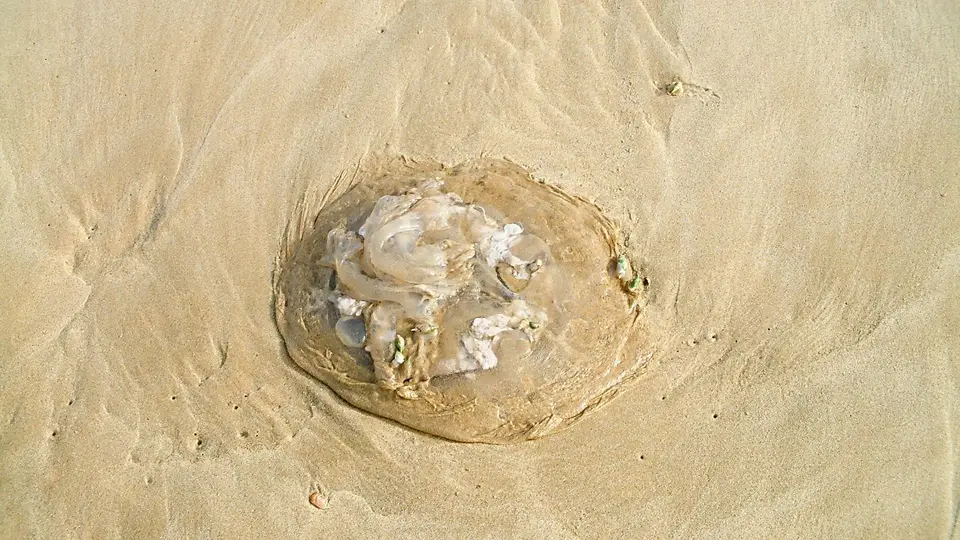 Suedafrika0487-2.jpg