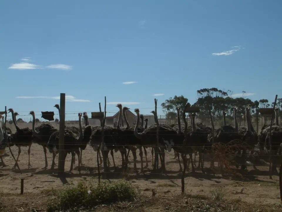 Südafrika055.jpg