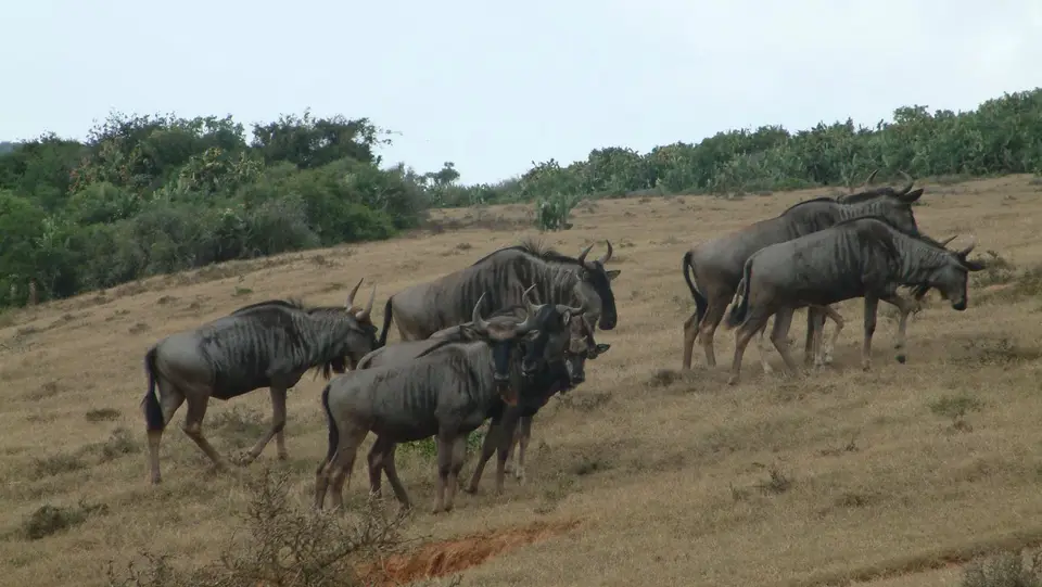 Südafrika432.jpg