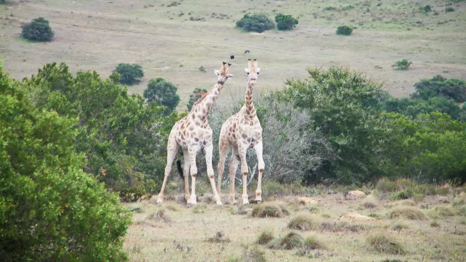 Südafrika442.jpg