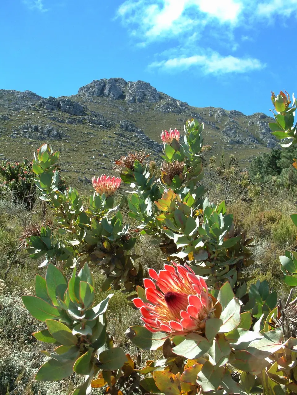 Südafrika602.jpg