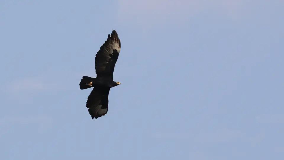 Verraux'sBlackEagle.jpg