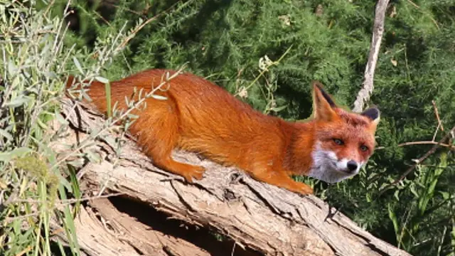 fuchsmangusteg-2.jpg
