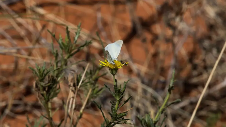 h62524df.jpg