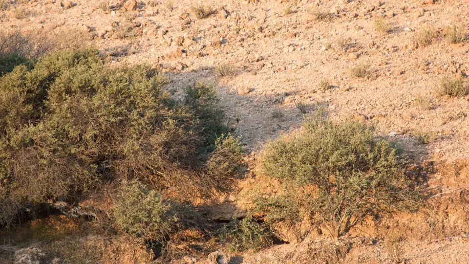 h99667da.jpg