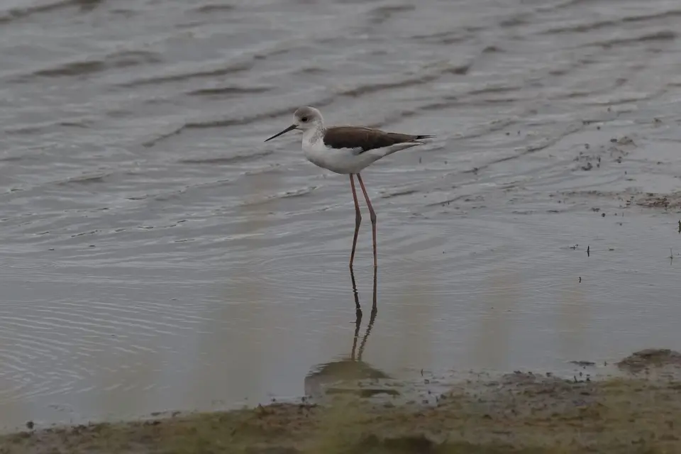 ha233cae.jpg