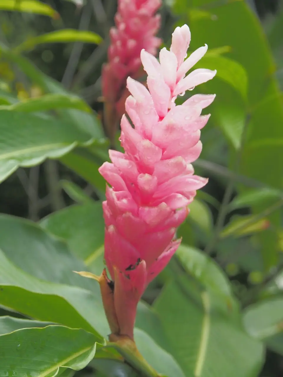 PA088968.JPG