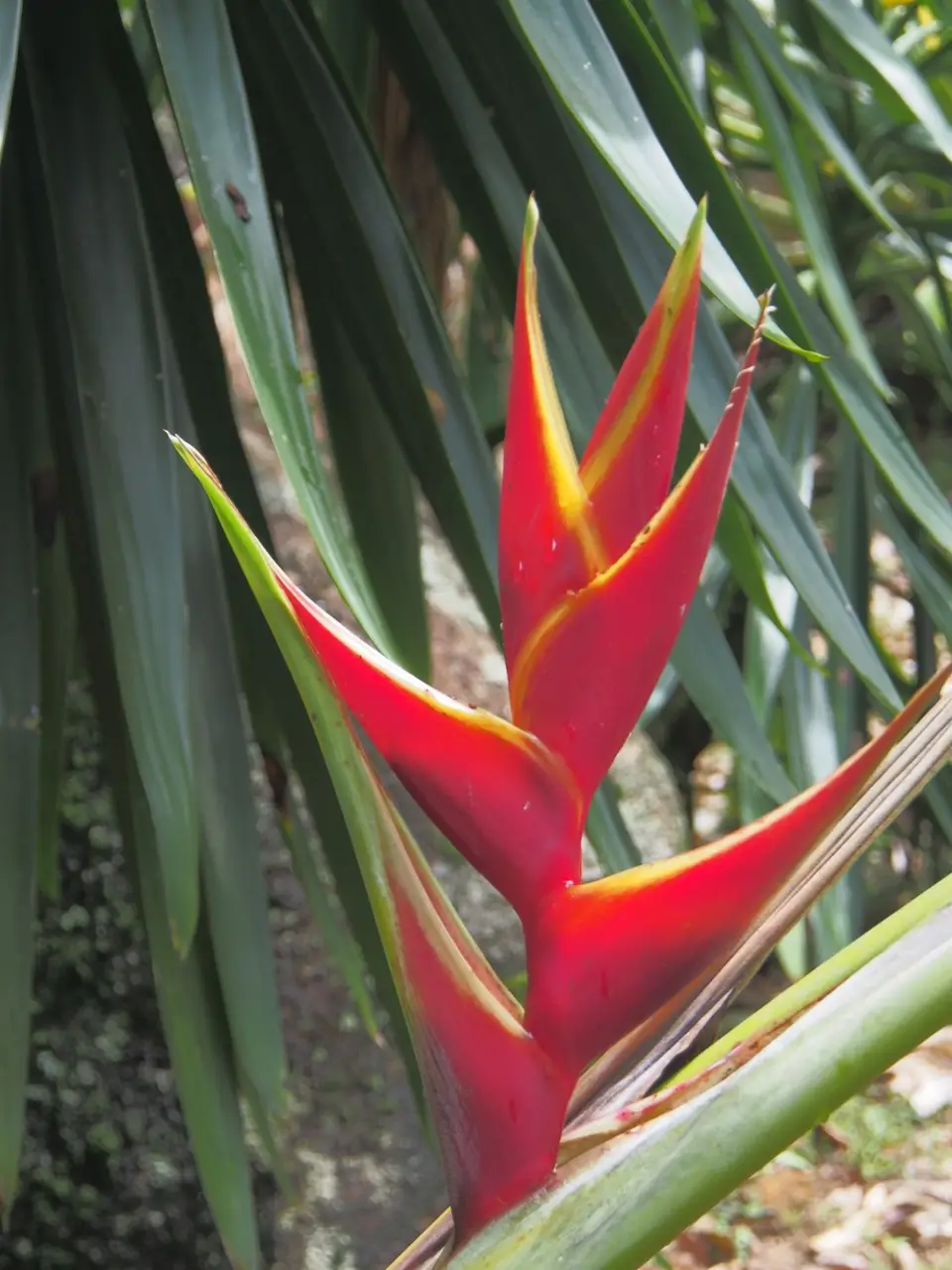 PA088973-2.JPG