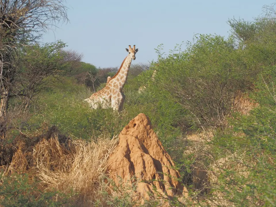 PA093794.JPG