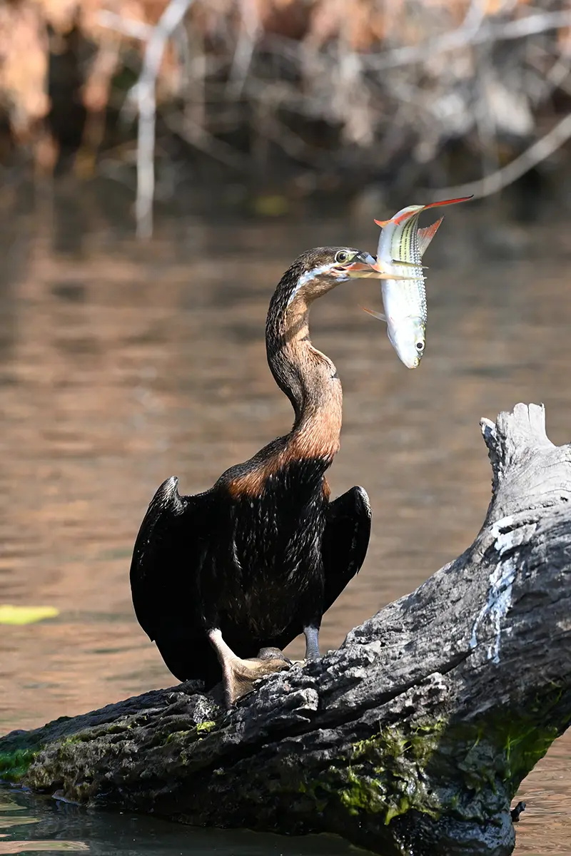 Boattrip_African-Darter.jpg