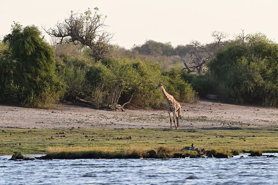 Boattrip_Giraffe.jpg