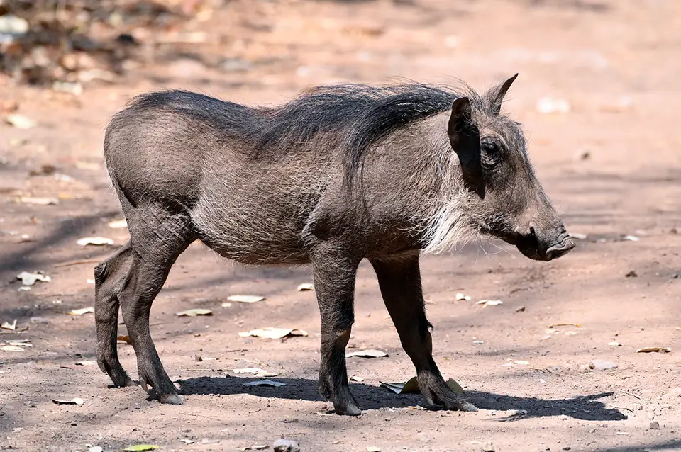 CHobeLodgeWarthog.jpg