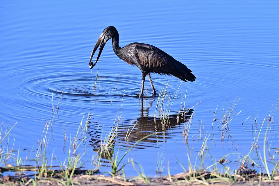 Caprivi_AfricanOpenbill.jpg
