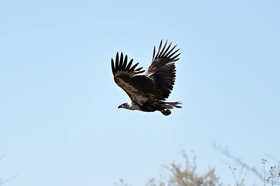 Caprivi_Fischadler-im-Flug.jpg